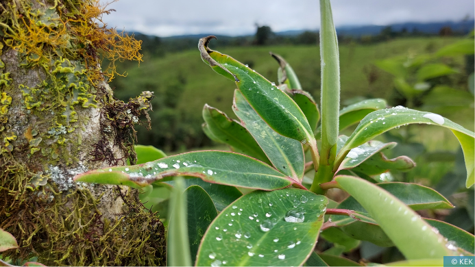 Im Herzen des ecuadorianischen Nebelwaldes – Einblicke in unser Aufforstungsprojekt