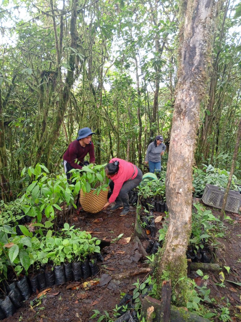 Mitarbeitende des KEK Aufforstungsteams in Ecuador sind im Wald und bringen Setzlinge in Behältnissen zu den Orten, an denen sie gepflanzt werden.
